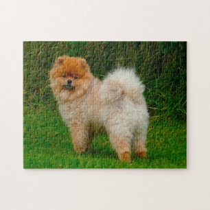 Quebra-cabeça Cachorro Pomerânia Spitz Anão.