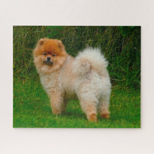 Quebra-cabeça Cachorro Pomerânia Spitz Anão.