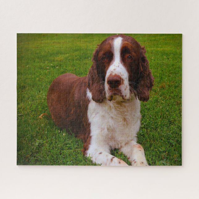 Quebra-cabeça Cachorros Espanhol Springer Jigsaws. (Horizontal)