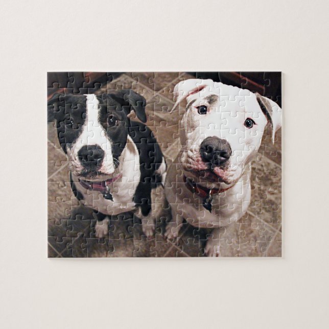 Quebra-cabeça cachorros pitbull adoráveis (Horizontal)