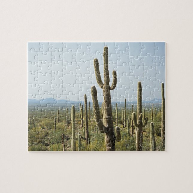Quebra-cabeça Cacto no parque nacional de Saguaro, arizona 2 (Horizontal)