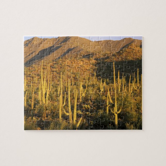 Quebra-cabeça Cacto saguaro no Parque Nacional Saguaro perto (Horizontal)
