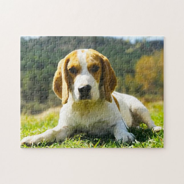 Quebra-cabeça Cães Beagle Hound. (Horizontal)
