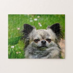 Quebra-cabeça Cães Chihuahua.