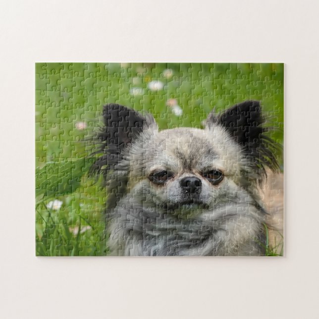 Quebra-cabeça Cães Chihuahua. (Horizontal)