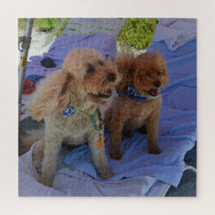 Quebra-cabeça Cães Cockapoo Aproveitam Foto de Férias de Praia
