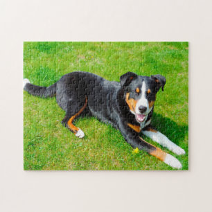 Quebra-cabeça Cães de Montanha de Appenzell.