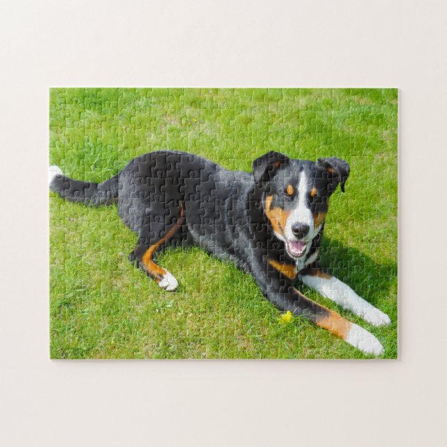 Quebra-cabeça Cães de Montanha de Appenzell. (Horizontal)