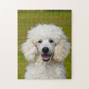 Quebra-cabeça Cães Poodle.