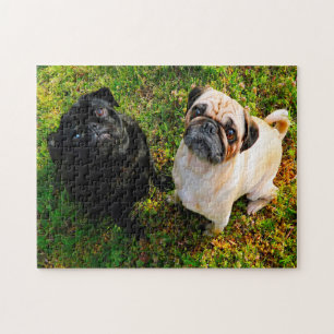 Quebra-cabeça Cães Pug.
