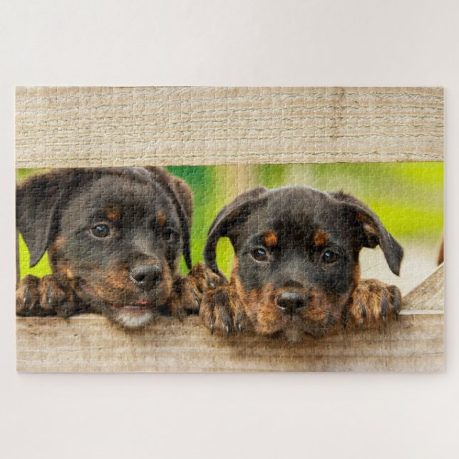 Quebra-cabeça Cães Rottweiler Cachorros (Horizontal)
