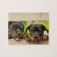 Cães Rottweiler Cachorros