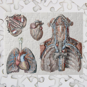 Quebra-cabeça Caixa humana da anatomia do vintage, órgãos, olh