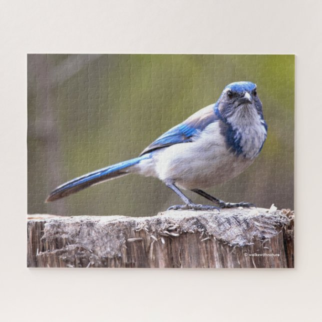Quebra-cabeça California Scrub Jay Songbird em Treestump (Horizontal)