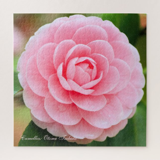 Quebra-cabeça Camellia: Otoma-Tsubaki [quebra-cabeça de serra-ji (Vertical)