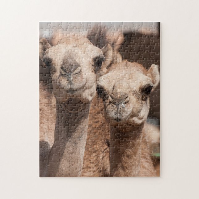 Quebra-cabeça Camelos no mercado de camelos em Al Ain perto de D (Vertical)