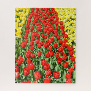 Quebra-cabeça Caminho das tulipas vermelhas na Holanda floral