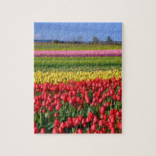 Quebra-cabeça Campo colorido da tulipa