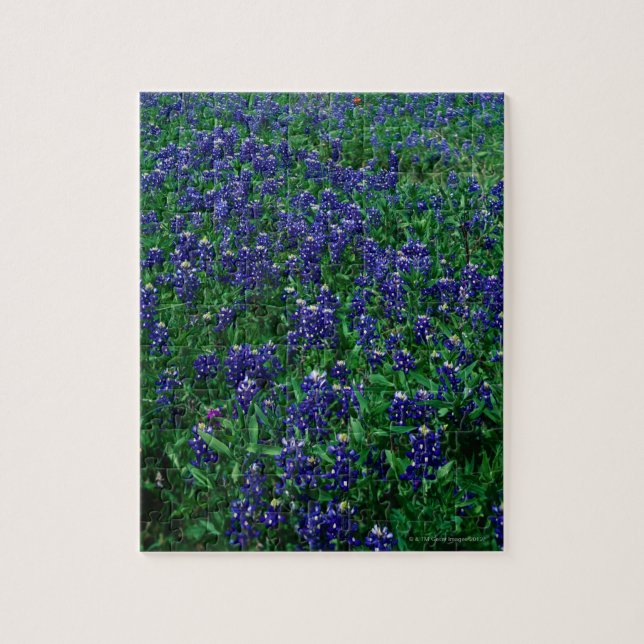 Quebra-cabeça Campo de Bluebonnets de Texas (Vertical)