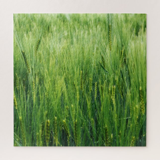 Quebra-cabeça Campo de cevada verde, primavera. (Vertical)