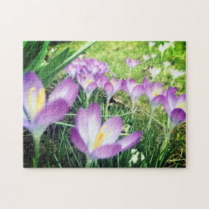 Quebra-cabeça Campo de Flores de Púrpura Flores de Frota Crocus