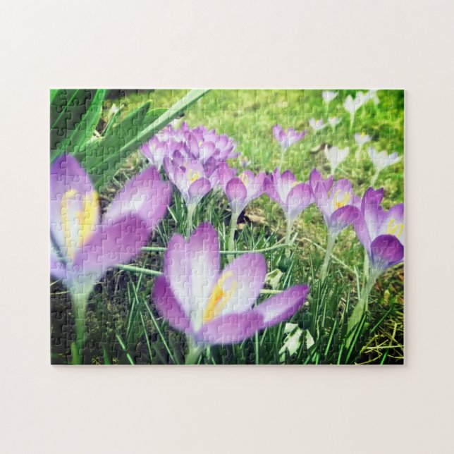 Quebra-cabeça Campo de Flores de Púrpura Flores de Frota Crocus  (Horizontal)