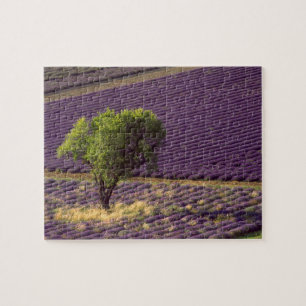 Quebra-cabeça Campo de lavanda na Alta Provença, França