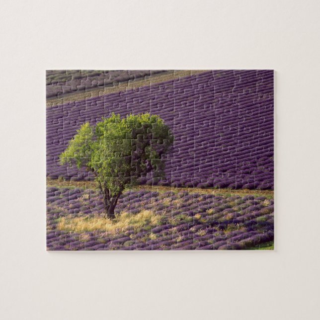 Quebra-cabeça Campo de lavanda na Alta Provença, França (Horizontal)