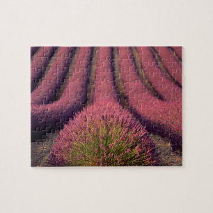 Quebra-cabeça Campo de lavanda na Alta Provença, França 2