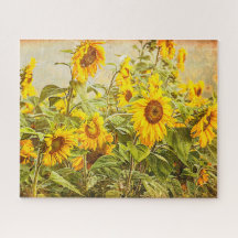 Campo Girassol Vintage Amarelo Anticorado