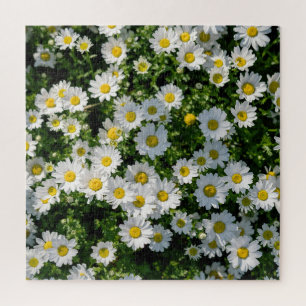 Quebra-cabeça Campo primavera Daisy: Fundo Serene