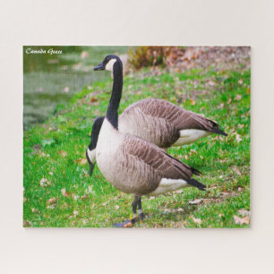 Quebra-cabeça Canada Goose Jigsaw Puzzle
