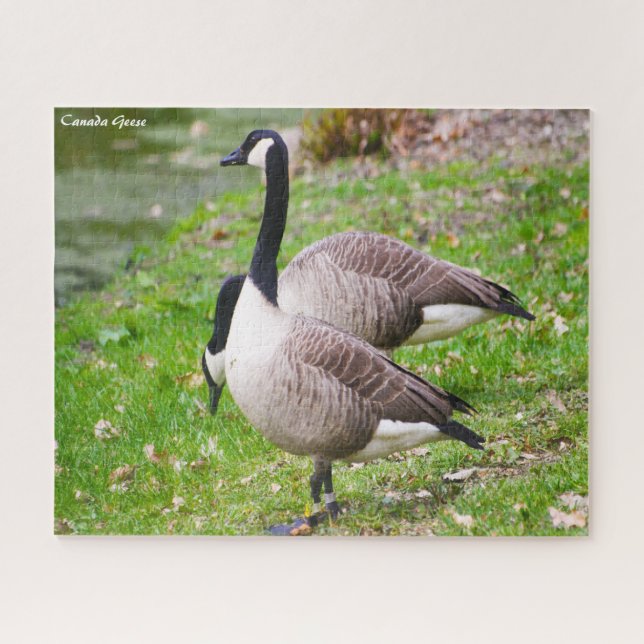 Quebra-cabeça Canada Goose Jigsaw Puzzle (Horizontal)