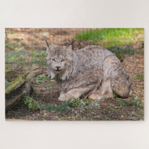 Quebra-cabeça Canadá Lynx Desafiando o Lover da Natureza