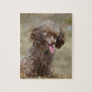 Quebra-cabeça Caniche de brinquedo de Brown