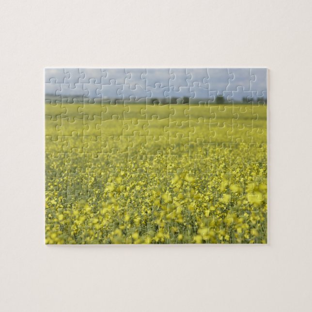 Quebra-cabeça Canola que floresce no campo (Horizontal)