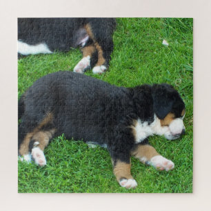 Quebra-cabeça cão, animal, raça, quebra-cabeça, cachorrinho,