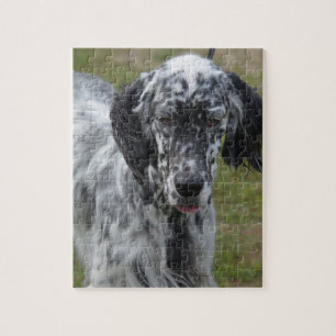 Quebra-cabeça Cão bonito do setter inglês