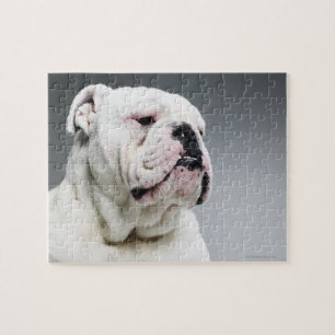 Quebra-cabeça Cão branco de Bull