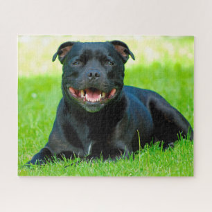 Quebra-cabeça Cão da raça Staffordshire Bull Terrier.