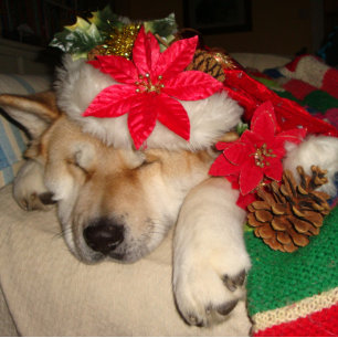 Quebra-cabeça Cão de akita cômoda dormindo vestido de natal