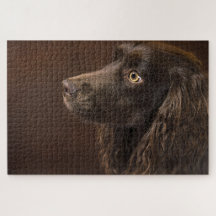 Cão De Cabelo Castanho