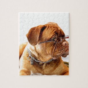 Quebra-cabeça cão de dogue de Bordéus que veste vidros