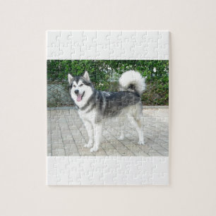 Quebra-cabeça Cão de filhote de cachorro do Malamute do Alasca