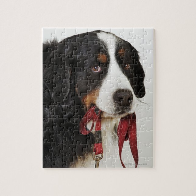 Quebra-cabeça Cão de Montanha Bernese (Berner Sennenhund) com (Vertical)