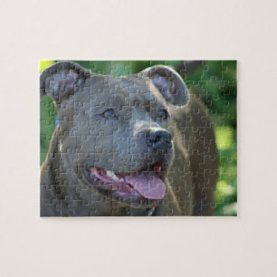 Quebra-cabeça Cão de Pitbull