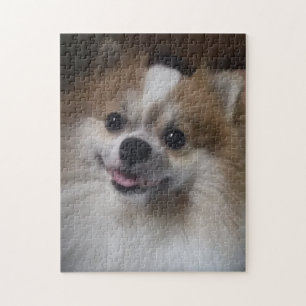 Quebra-cabeça Cão de Pomeranian