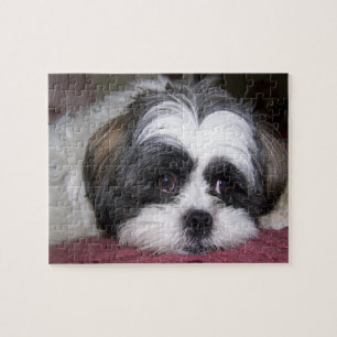 Quebra-cabeça Cão de Shih Tzu