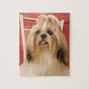 Quebra-cabeça Cão de Shih-tzu