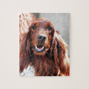 Quebra-cabeça Cão do setter irlandês